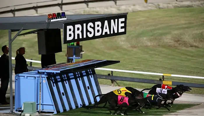 Brisbane Cup in action