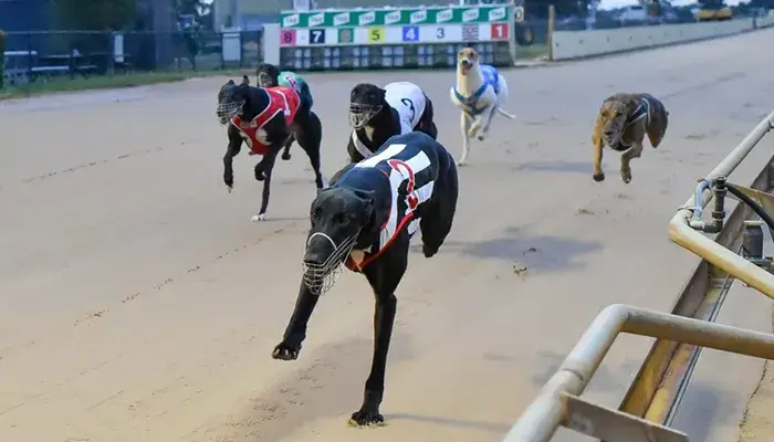 Sydney Cup Greyhound Race in action