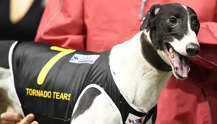 Tornado Tears greyhound ready to race