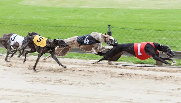 greyhounds race in action