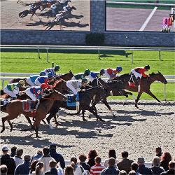 horse-race-betting